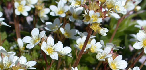 Many small white flowers with yellow centres